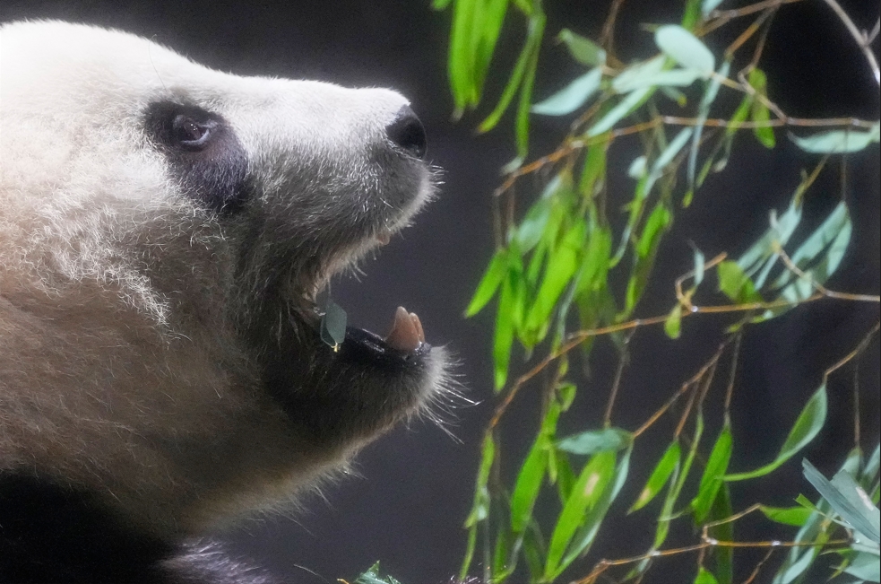 日本「最後2熊貓」1月底送回中國！54年以來首見萌主「全境清零」
