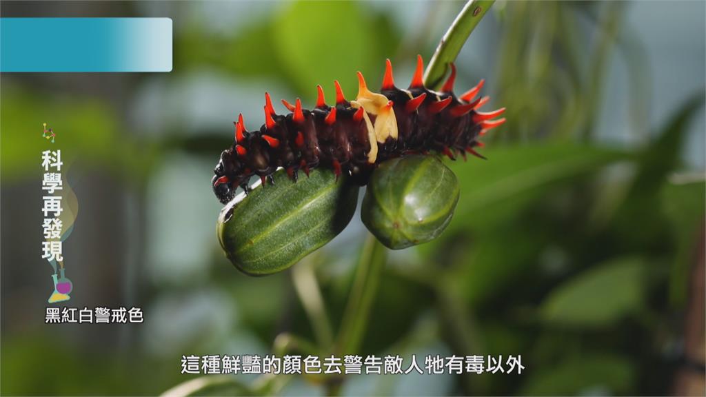 重拾「蝴蝶王國」美稱！　保護生態環境 推動蝴蝶保育