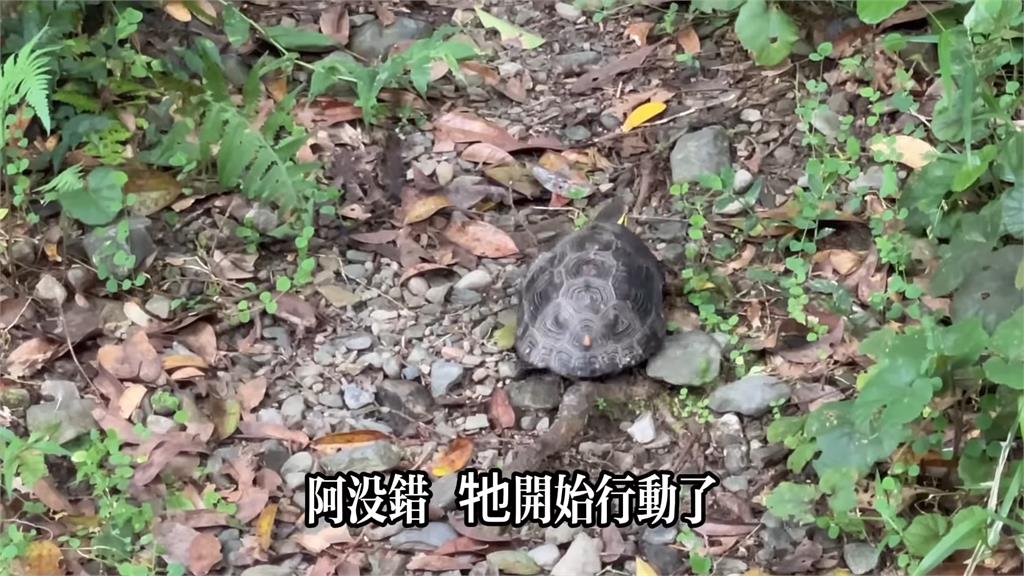 中國留學生路中央救1小生命　谷歌一查驚呆了：是台灣一級保護動物