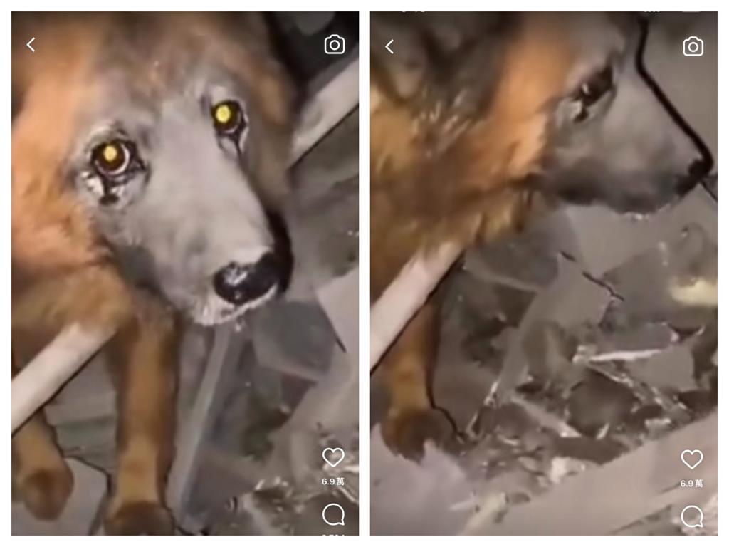 烏克蘭最悲劇的狗「家人全被炸死」　倖存苦撐1個月終去天國找家人