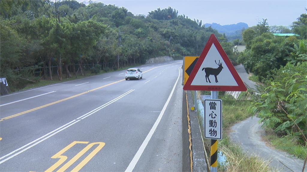 水鹿半夜竄出 轎車撞上安全氣囊瞬間爆開