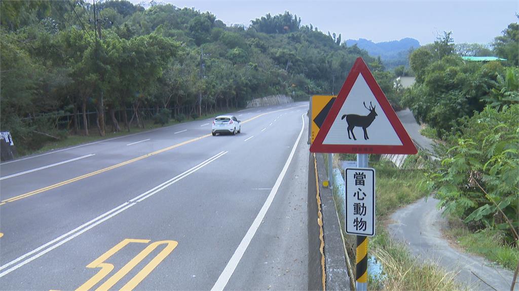 水鹿半夜竄出　轎車撞上安全氣囊瞬間爆開