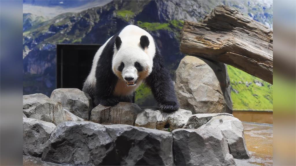 快新聞／日議員喊「想看大貓熊去台灣就好」國台辦氣炸　網笑：太會打臉