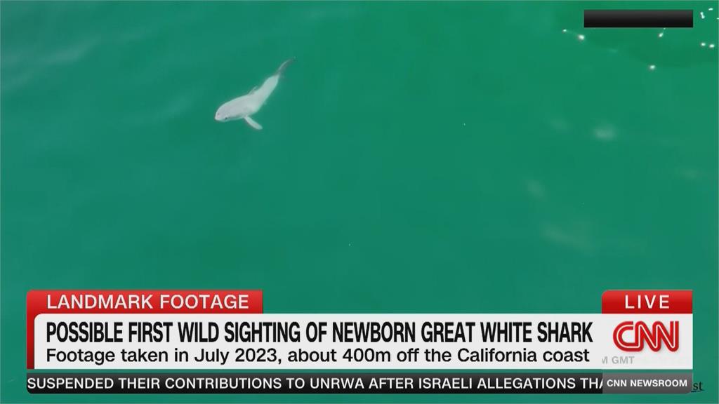 加州動物攝影師創紀錄！　意外捕捉大白鯊寶寶徜徉大海