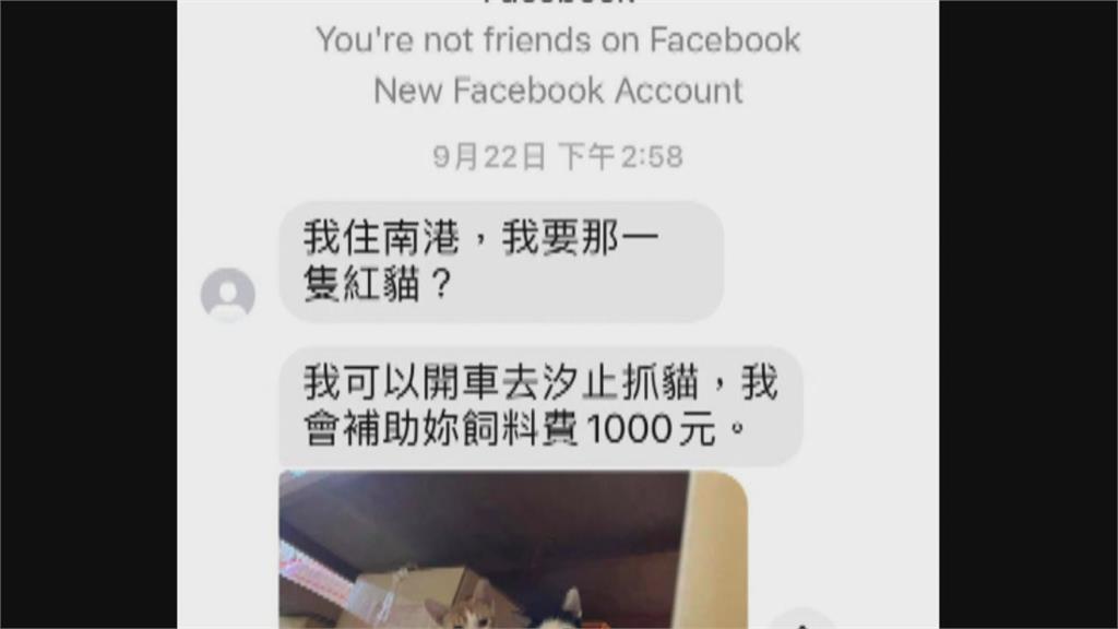 臉書PO文送養 　中年男領貓後封鎖失蹤　婦報警找人