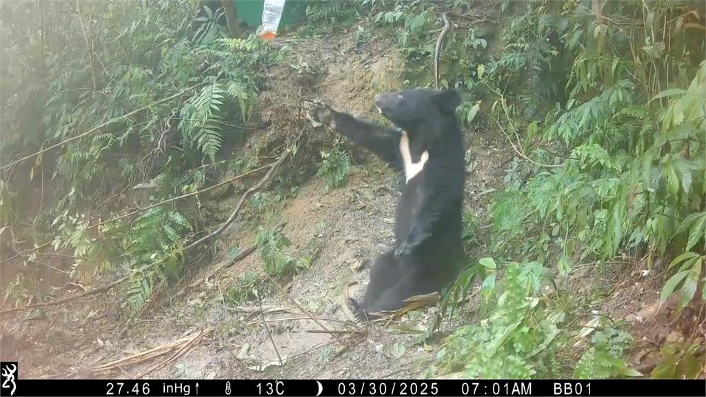 花蓮、台中傳黑熊中套索受傷 1小母熊猝死!另熊母子後送治療