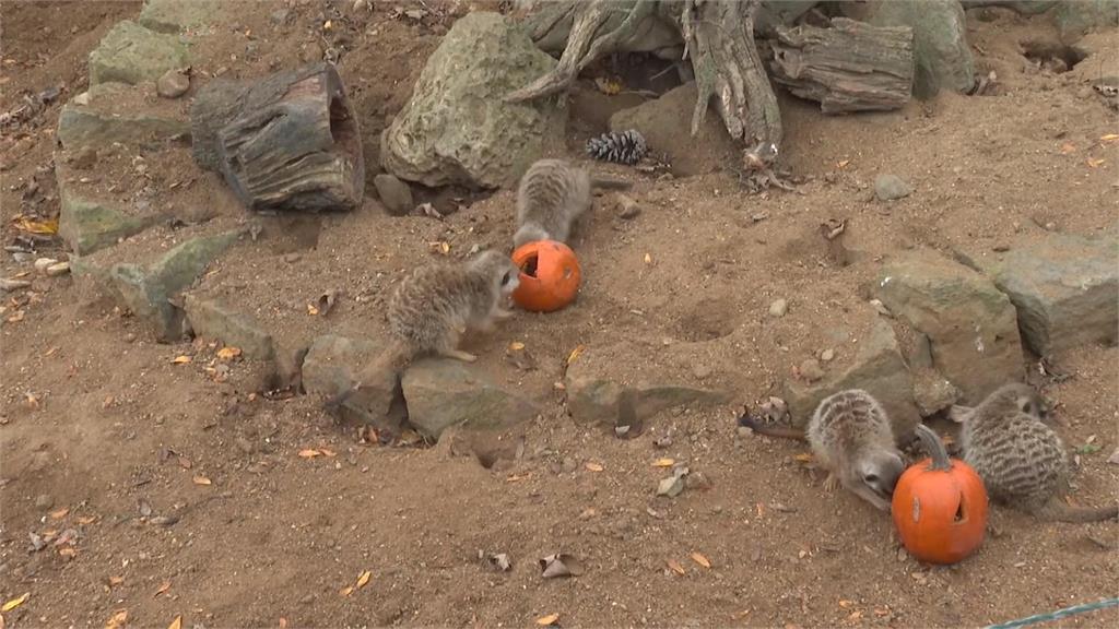 捷克布拉格動物園端南瓜大餐 和動物一起歡度萬聖節