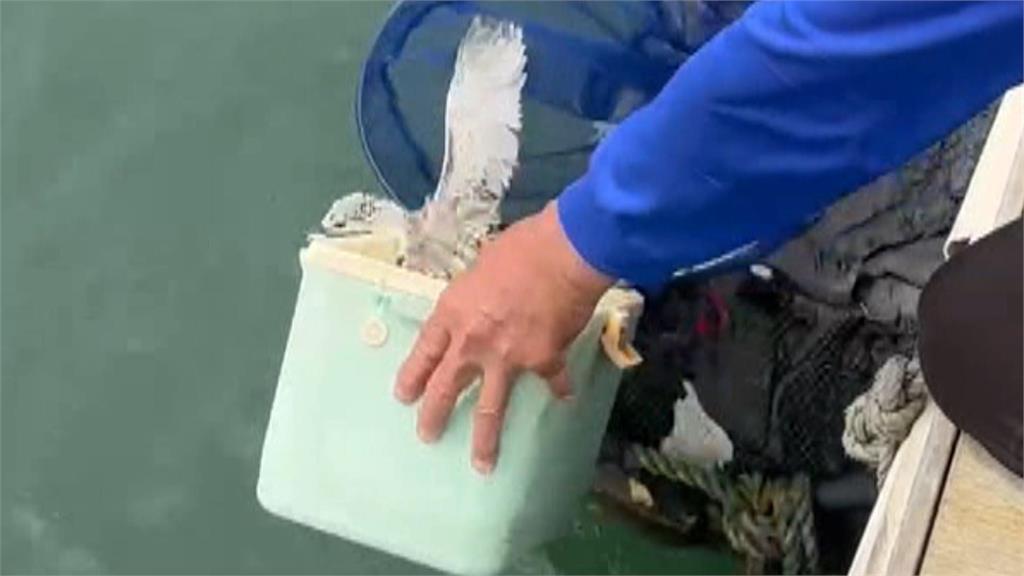 搶救幼鳥大作戰！澎湖馬公漁港　發現罕見「蒼燕鷗」寶寶鳥友急救援