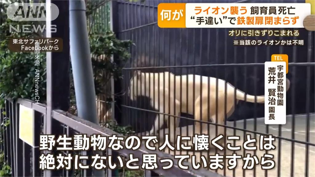 福島縣動物園獅攻擊人事件 男飼養員傷重身亡