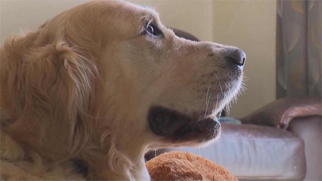 英國「導盲犬之父」　黃金獵犬Trigger九年生323隻狗狗