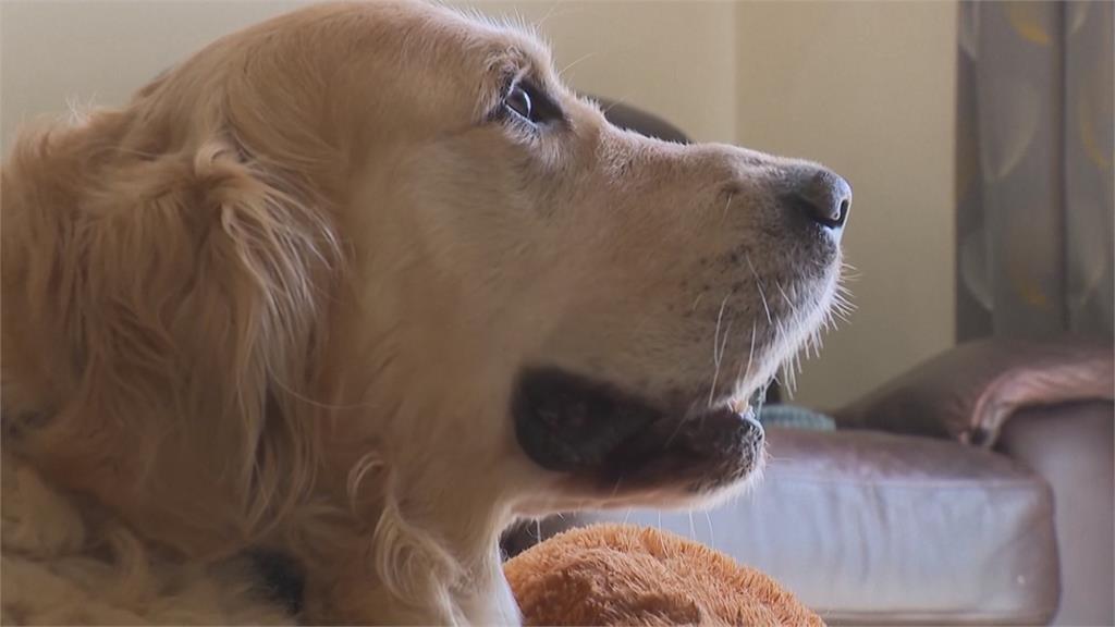 英國「導盲犬之父」 黃金獵犬Trigger九年生323隻狗狗