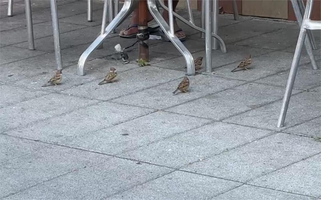 鴿子飛進自助餐大嗑「在地」美食　民眾憂衛生疑慮　衛生局到場稽查