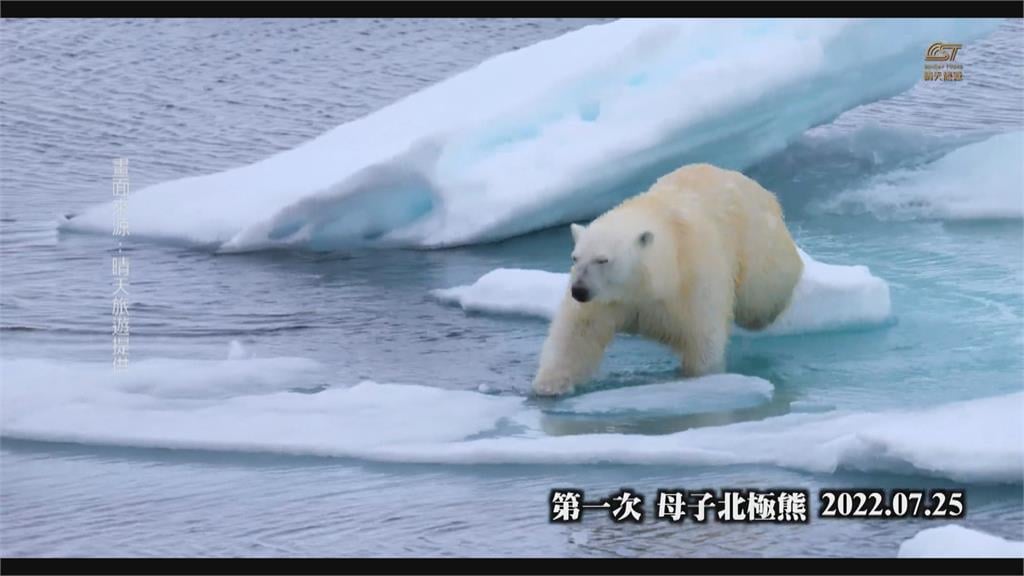 國門解禁！旅行社先行踩點有驚喜　捕捉北極熊媽媽帶寶寶覓食
