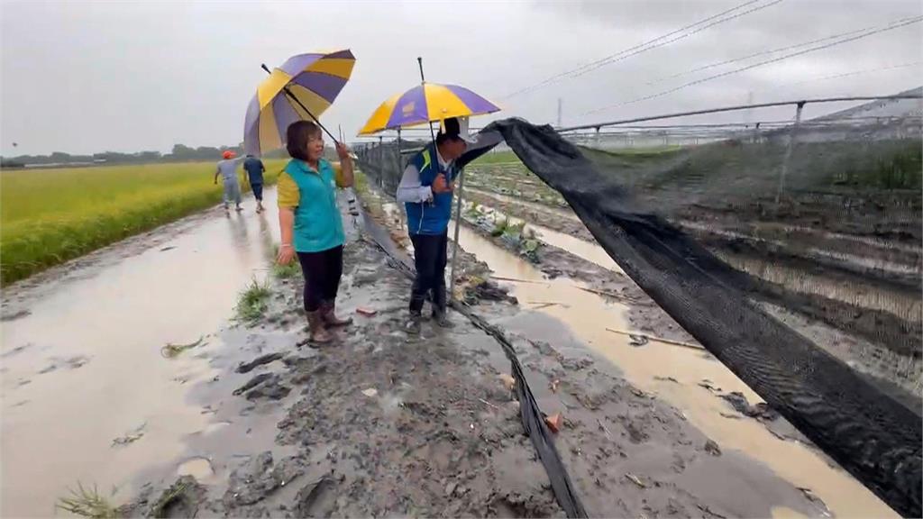 屏東九如「豬害」農民頭痛！　連日大雨山豬陷泥沼自投羅網