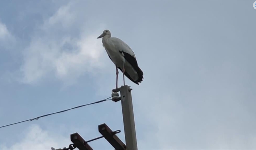 她驚見「白色巨鳥」站恆春路邊！身分起底是日本「瀕危物種」飛千里遠