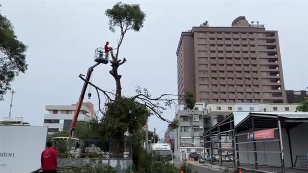 酒店施工砍斷80年老芒果樹　在地居民直呼「太粗暴」狀告法院