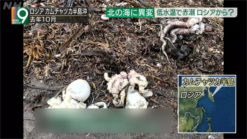 全球／海膽鮭魚攏吃嘸　北海道爆史上最慘「赤潮危機」