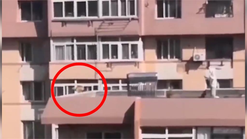 不牽繩!中國女頂樓遛狗顧滑手機 柴犬「暴衝躍矮牆」墜5樓慘死