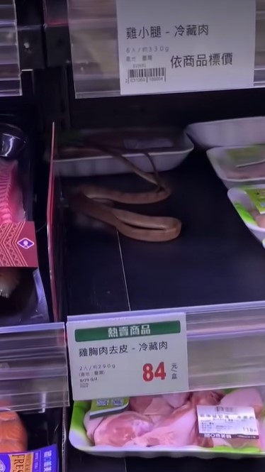 快新聞/有圖慎入!全聯「貨架上有蛇」 網笑:天氣太熱需避暑