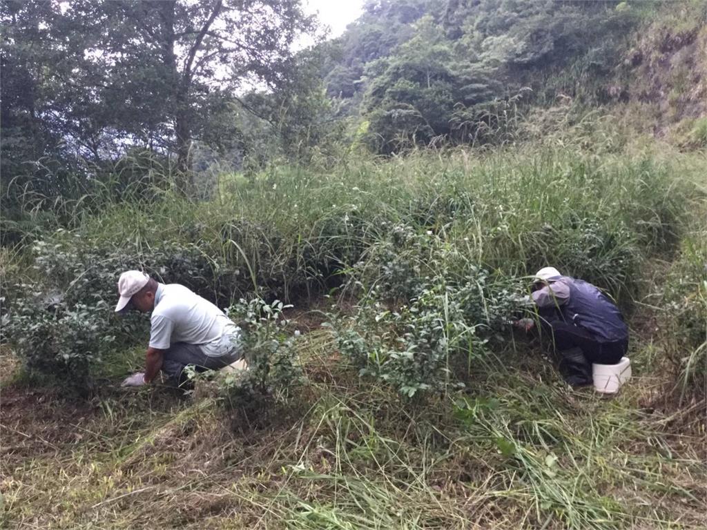 不除草反而更好？土地「存」二氧化碳　農業新耕作制度對抗氣候變遷
