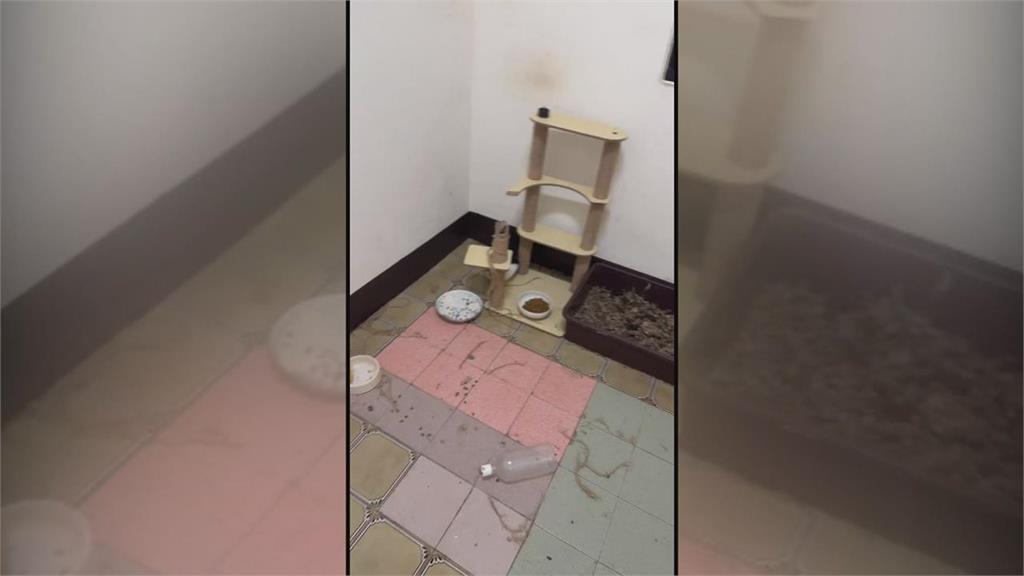 快新聞／租屋人去樓空！欠租僅留24隻貓挨餓　成貓生吞幼貓求生