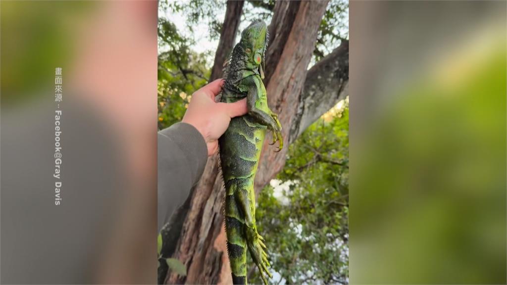 美國佛州寒流「下綠鬣蜥雨」　居民入菜做塔可、披薩網震驚