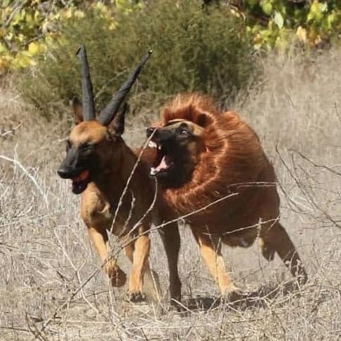 低成本動物星球!獅咬羊「背影超驚悚」轉正面網友嘴角全失守