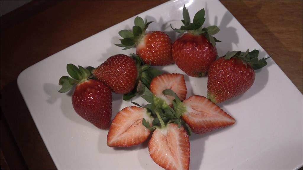 南投仁愛鄉草莓逆季登場! 高山氣候打造夏日限定風味