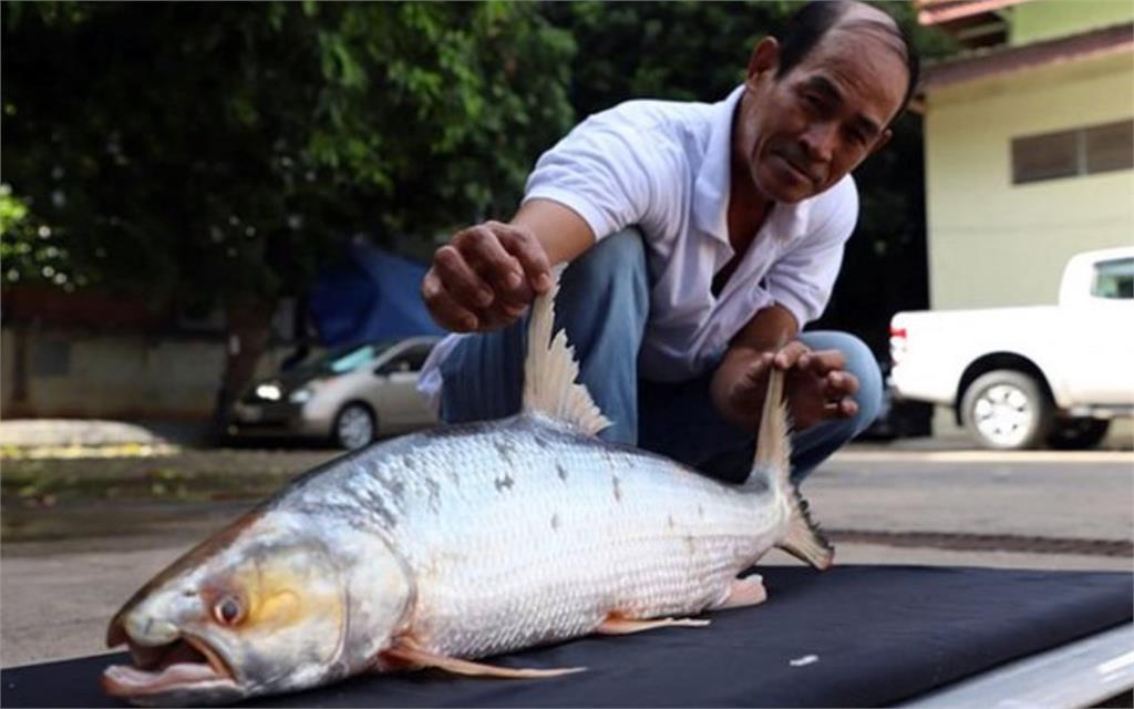 湄公河「超巨幽靈魚」消失20年又現蹤！目擊3次研究員嗨喊：希望的象徵