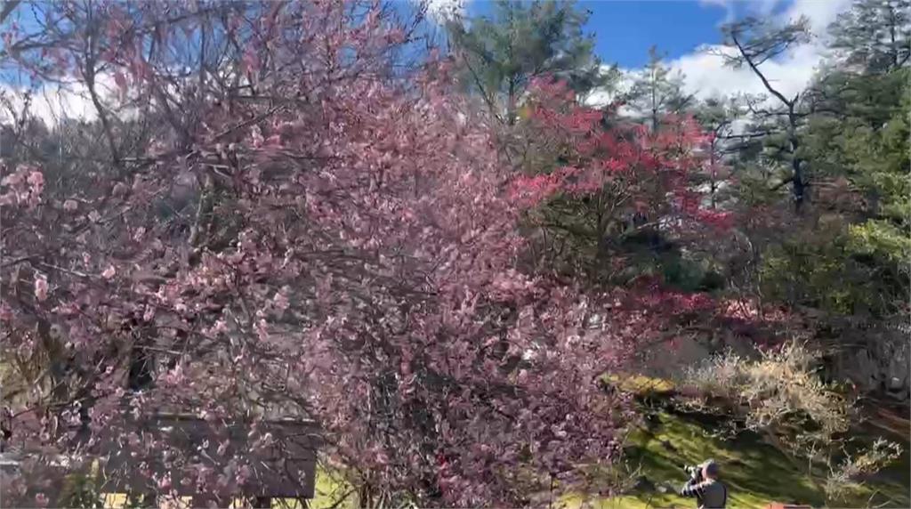 武陵農場"河津櫻"提前報到! 綻放3成搶先迎賓
