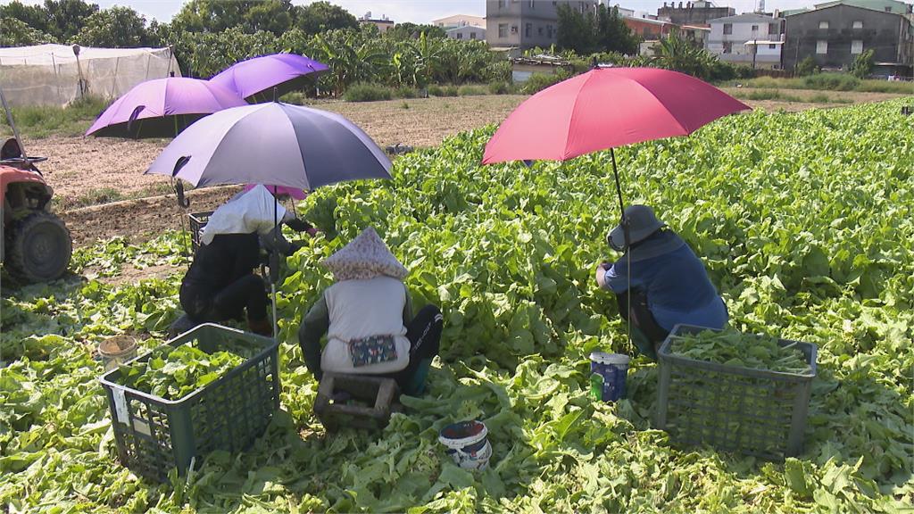 露天被曬傷室內又悶熱　高雄梓官蔬菜「熱傷害」