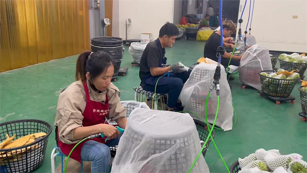 農會引進空壓槍驅介殼蟲 防止中國再找釋迦的碴