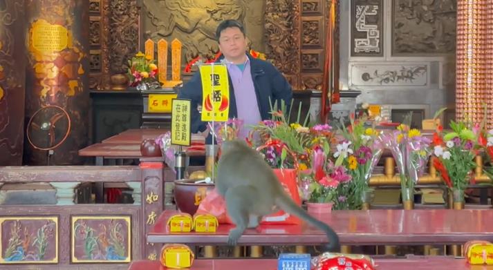 快新聞/猴子大鬧天宮!「對壽桃虎視眈眈」躲屋簷、偷供品 吃完還亂丟香蕉皮