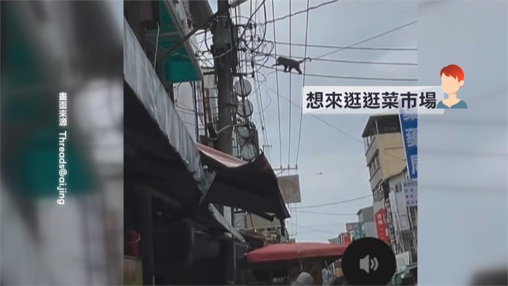 好靈活！屏東鬧區驚見「獼猴爬電線」　民眾直呼奇觀