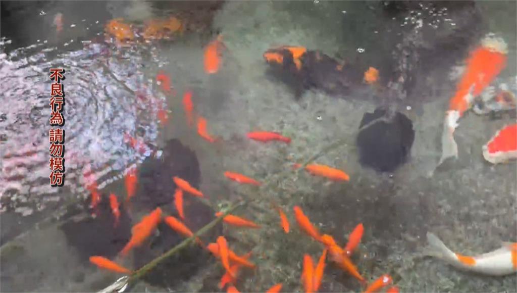 台中金髮男稱心情不好　拿含水晶寶寶芳香劑　倒入錦鯉魚池