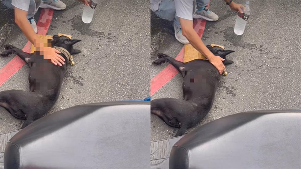南港驚傳虐狗事件！小黑狗遭「騎車拖行300公尺慘死」滿地血跡、排泄物曝光