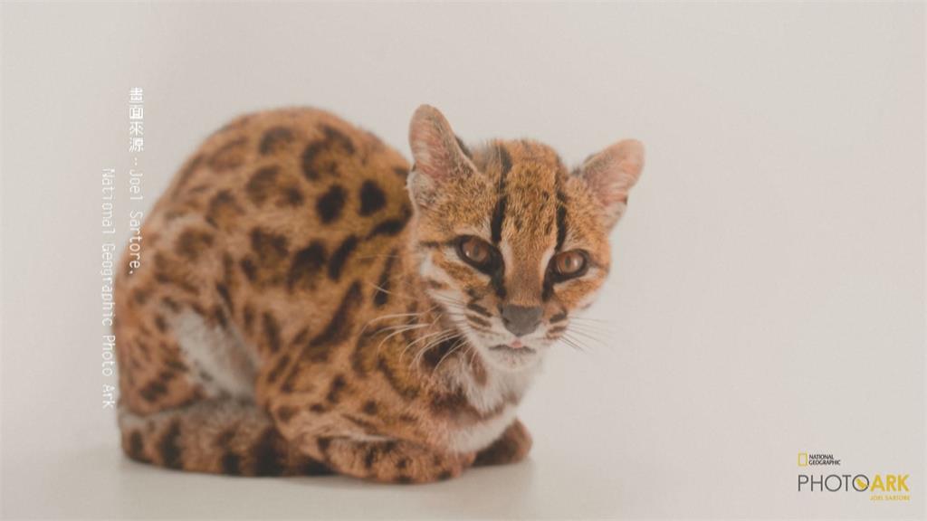 貓科家族百年首見新成員 「蒂爾卡約虎貓」僅1.4公斤