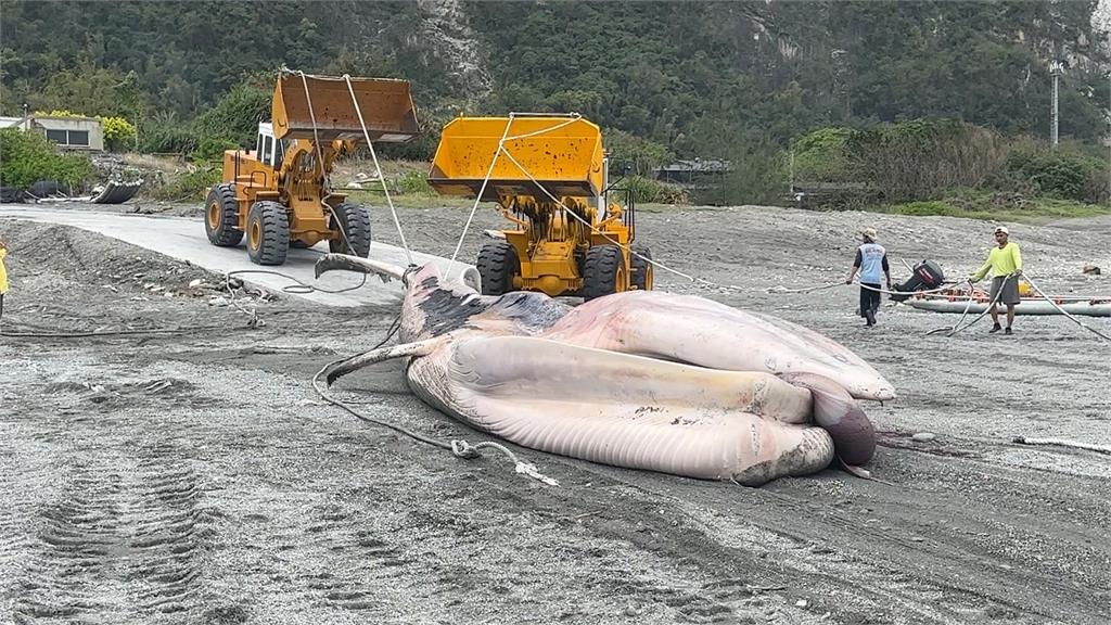 大型鯨魚現蹤花蓮外海　遺體卡定置網.業者：20年第一次