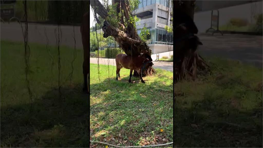 基隆八斗國小遭控虐待校馬 動保所會勘結果出爐!