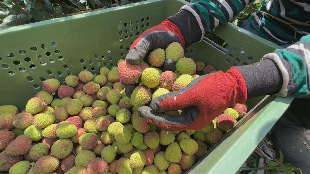 高雄玉荷包產量剩往年三成! 產地價飆破190元 農民憂節後價崩