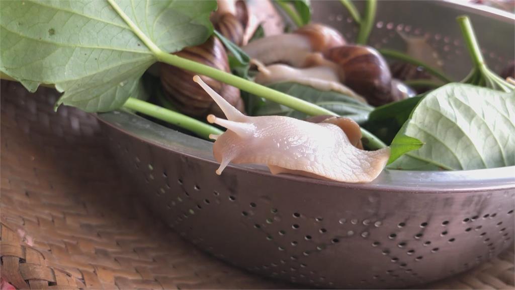 世界展望會輔導養殖白玉蝸牛 研發「蝸牛香腸」