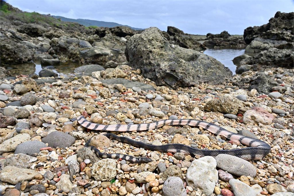 恆春海邊驚見超要命「黑頭毒蛇」！專家親揭兇猛真相：務必小心牠