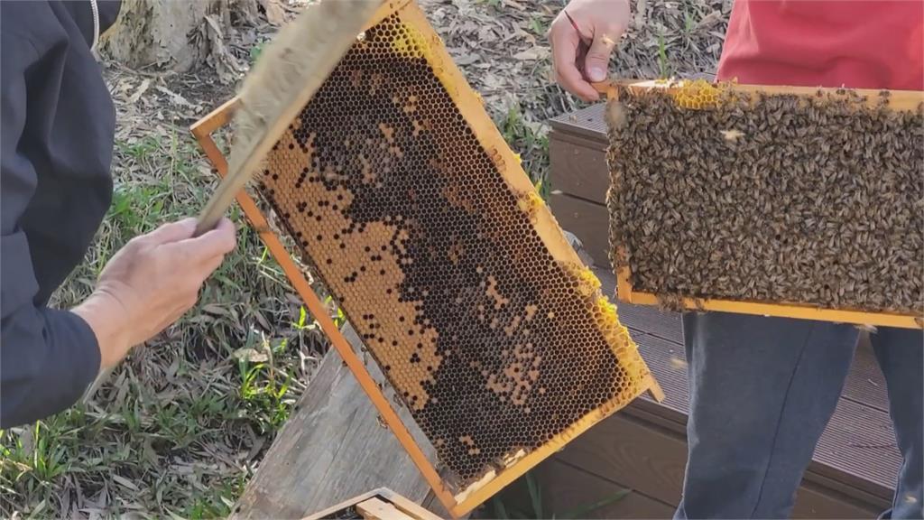 應用所學接棒家族產業　桃園養蜂父子獲蜜蜂主題特色場域認證