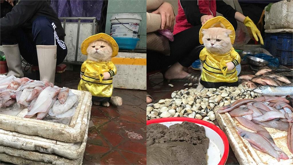 真的不是AI!「站著賣魚」龍袍貓魚販爆紅 主人親揭市場擺攤內幕