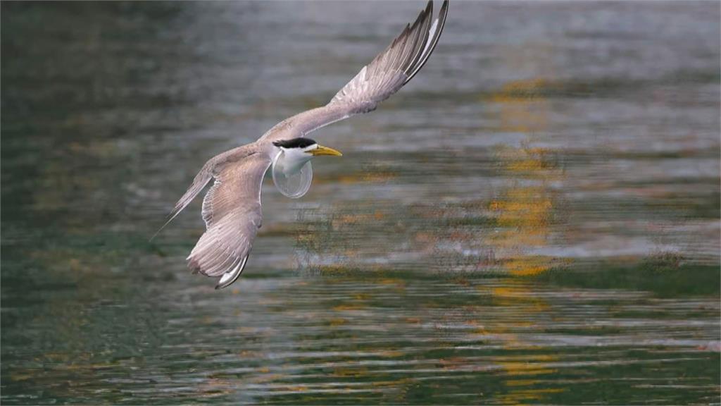 海漂垃圾污染海洋 鳥類誤認食物影響覓食