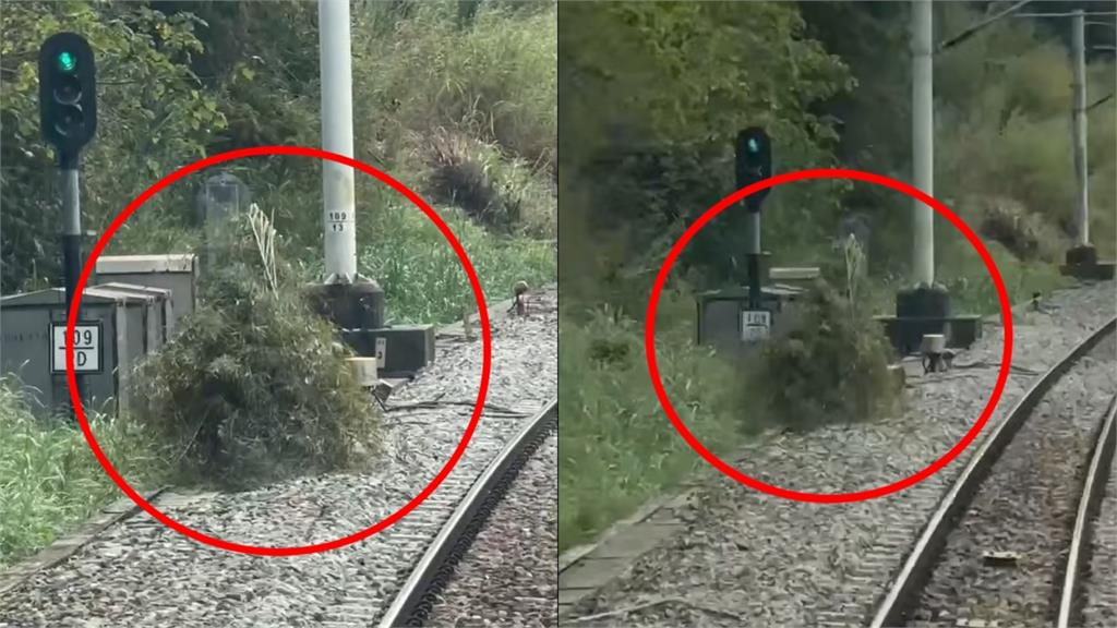 影／火車鐵軌旁有埋伏？司機驚見「移動草叢」急減速...警查出原因要罰了
