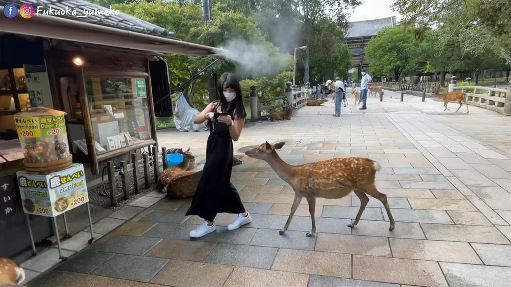 日本旅遊上演追逐戰！她買仙貝遭奈良鹿「偷襲」　驚呼：還以為撞到人