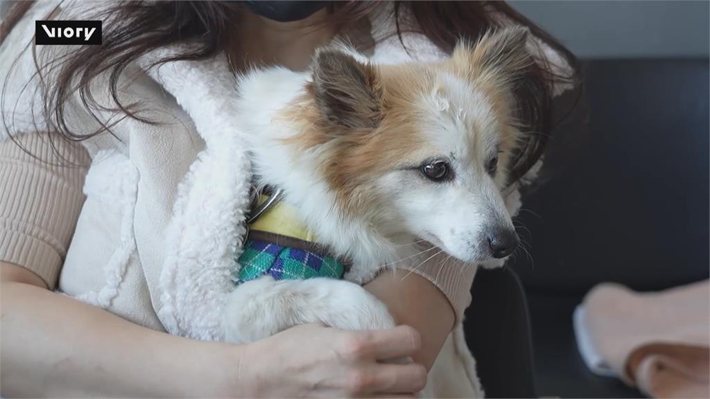 鼻酸...一家三代9人遇濟州空難 罹難者愛犬四處找主人