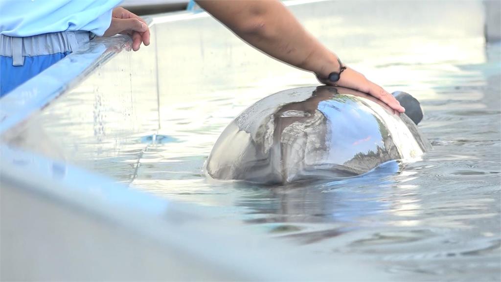 「海豚秀」退場！　動物展演新法上路　禁鯨豚表演