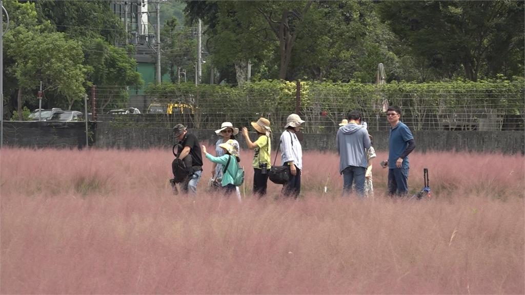 夢幻變夢魘! 「粉黛亂子草」擴散恐重創農業